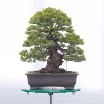 PinusParviflora