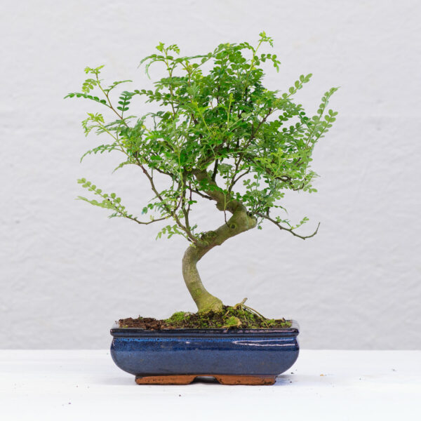 Sichuanpepper bonsai 2