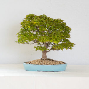 acer Palmatum Kashima