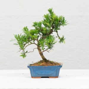 Podocarpus Bonsai