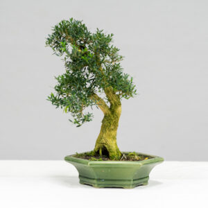 16_Buxus_sempervirens