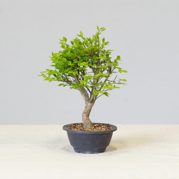 EuonymusAlatus