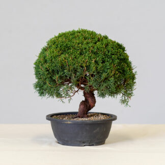 JuniperusItoigawa-yok_1