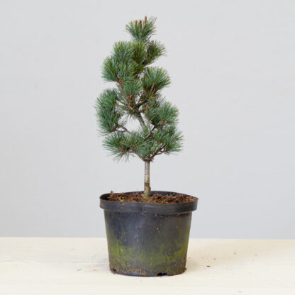 Pinus_parviflora