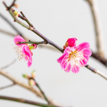 Prunus Mume blomster