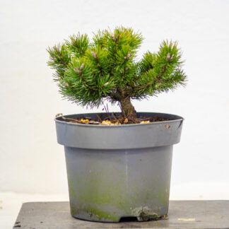Pinus mugo Klostergrun