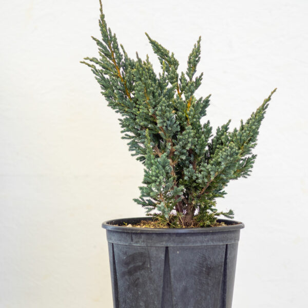 JuniperusBlueCompact