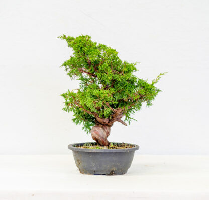 Juniperus_Itoigawa_2206C