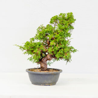 Juniperus Itoigawa 2206D