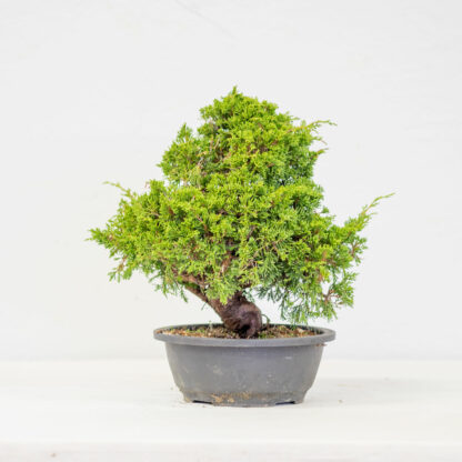 Juniperus_Itoigawa_2216A