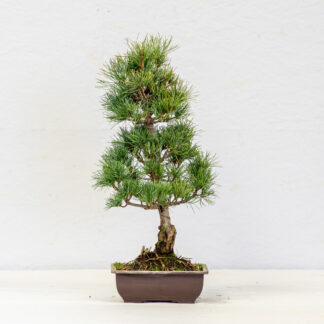 Pinus Parviflora yok2204