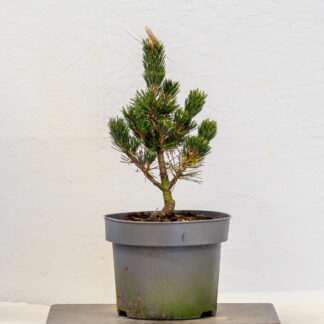 Pinus Thunbergii Kotobuki