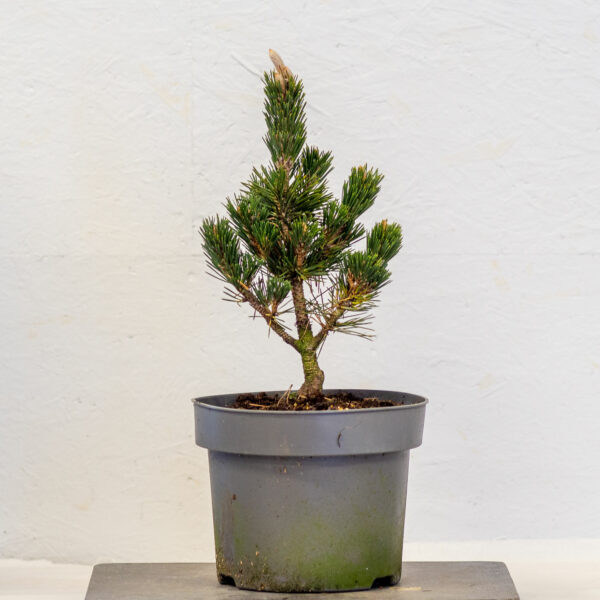 Pinus Thunbergii Kotobuki