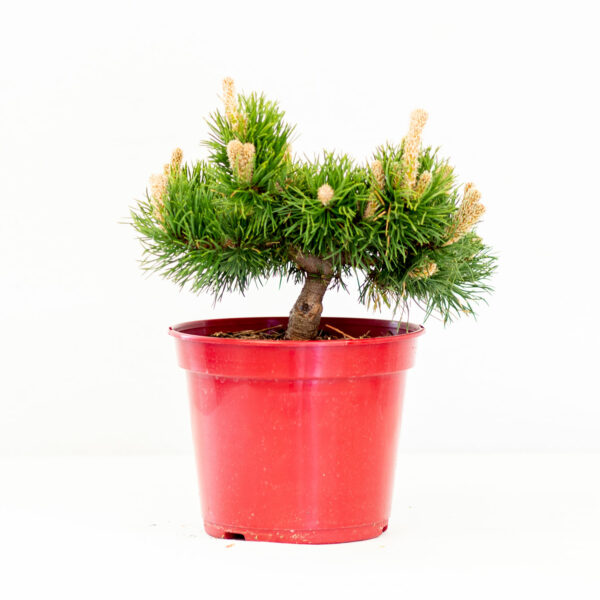 Pinus MugoJacobsen