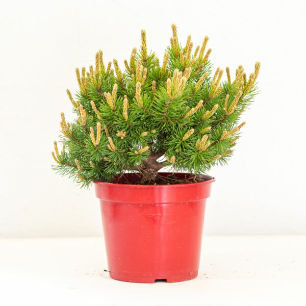 Pinus Mugo Klostergruun