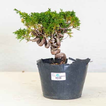 JuniperusKishu-2215A