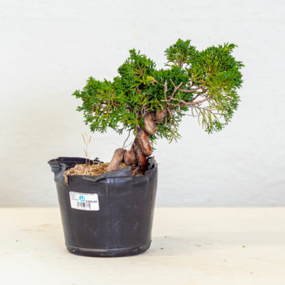JuniperusKishu-2215C
