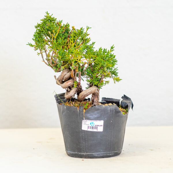 JuniperusKishu-2215F