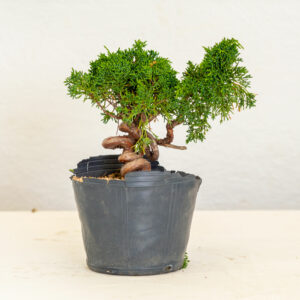 JuniperusKishu-A