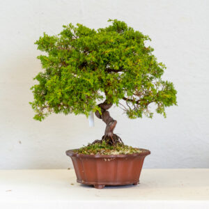 Juniperus_Shimpaku