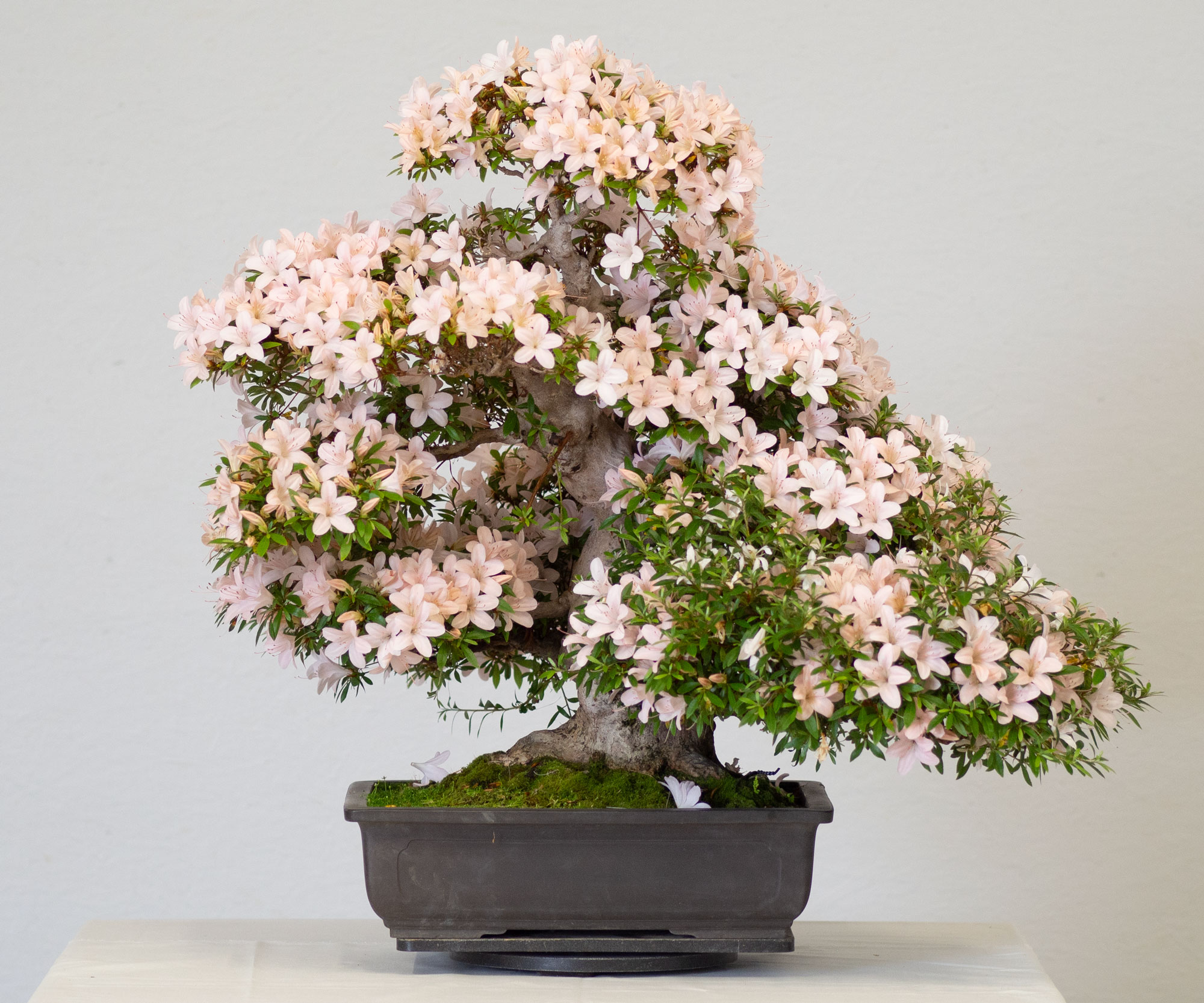 Azalea Azalea