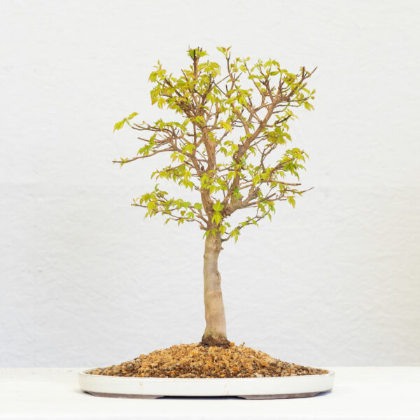 Acer-Buergerianum-2107A