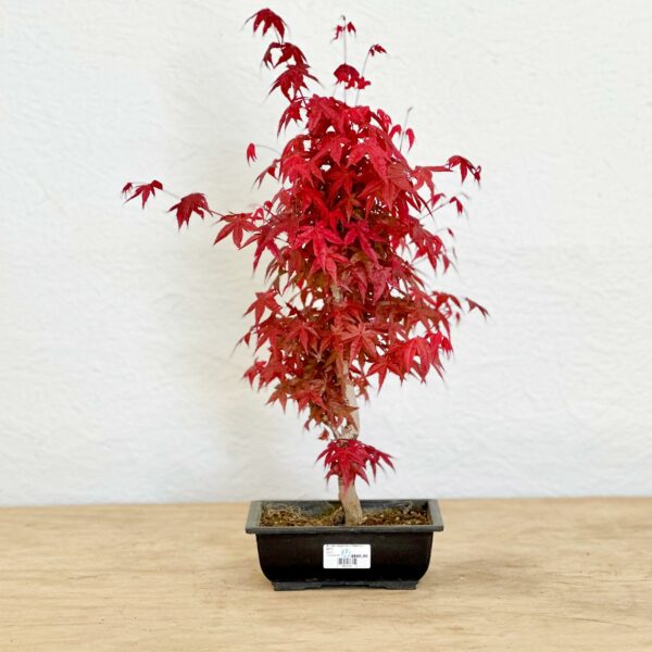 Acer-Deshojo-BP07