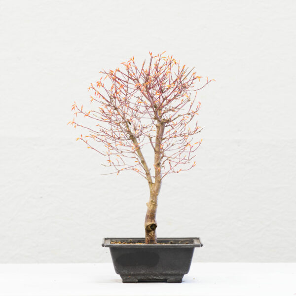 Acer-Katsura_BP09B