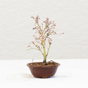 Acer-Palmatum_BP02A