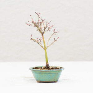 Acer-Palmatum_BP02B