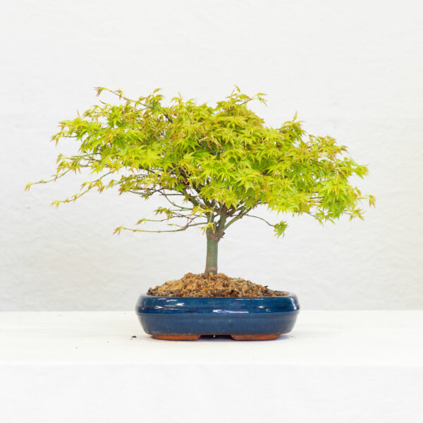 AcerPalmatum-2211A