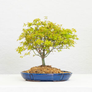 AcerPalmatum-2211B