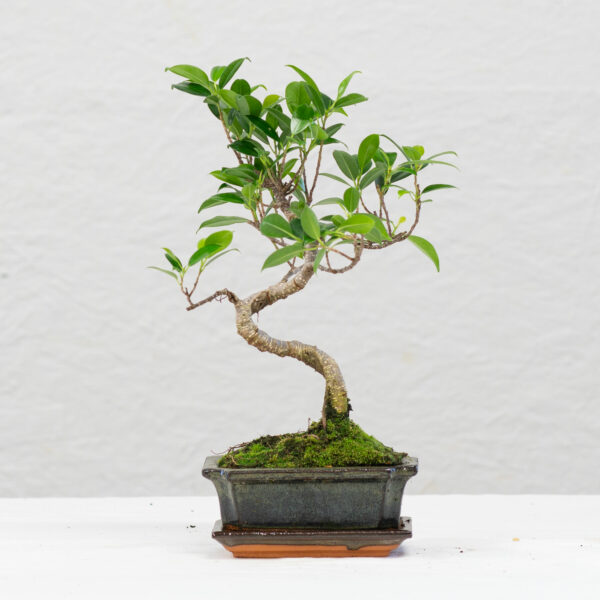 Ficus Retusa L05