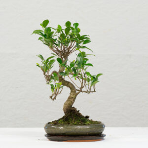 Ficus Retusa L12