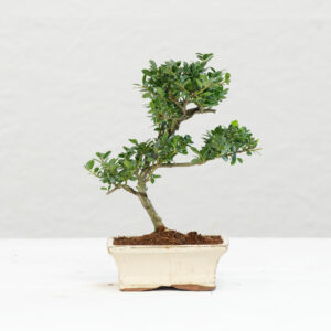 Ilex-F01