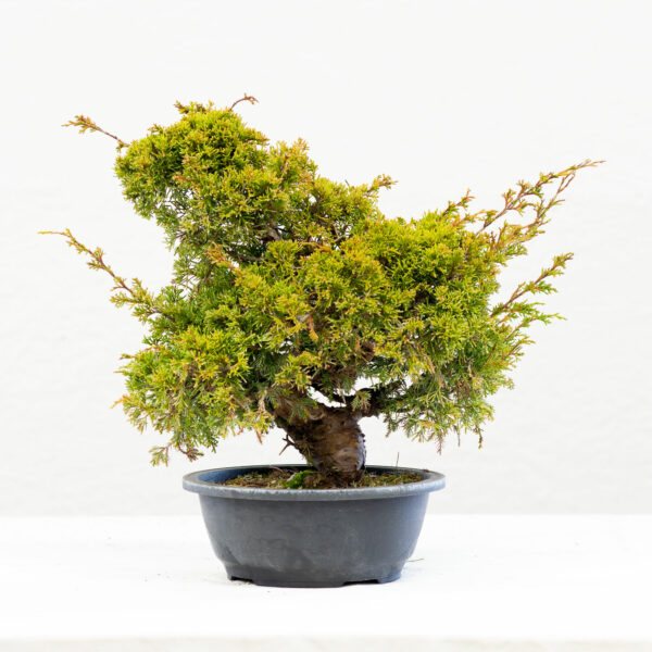 Juniperus-Itoigawa-BP10A