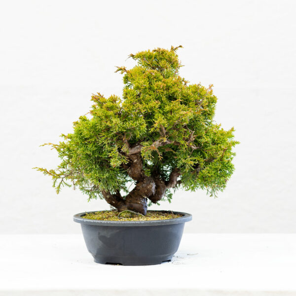 Juniperus-Itoigawa-BP10B