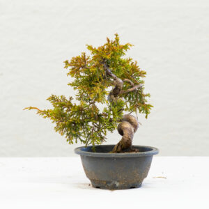 Juniperus-Itoigawa-BP11