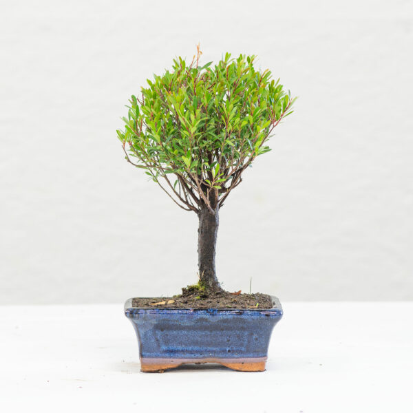 Syzigium Bonsai F02