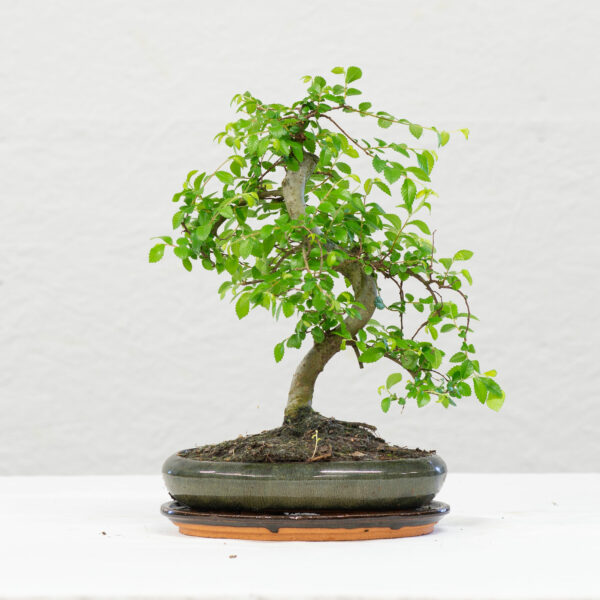 Zelkova-L14
