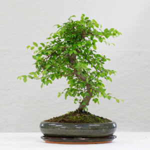 Zelkova L17