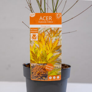 Acer-Orange Lace-1