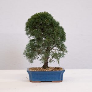 Juniperus-BL08