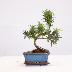Podocarpus-BL16