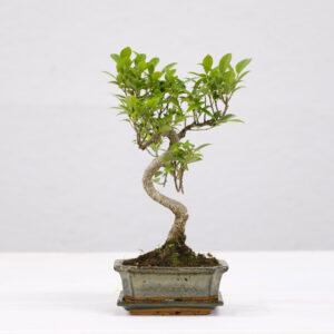 Ficus-P15