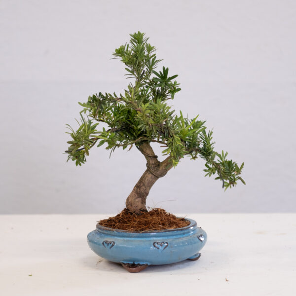 Podocarpus-BL14-2