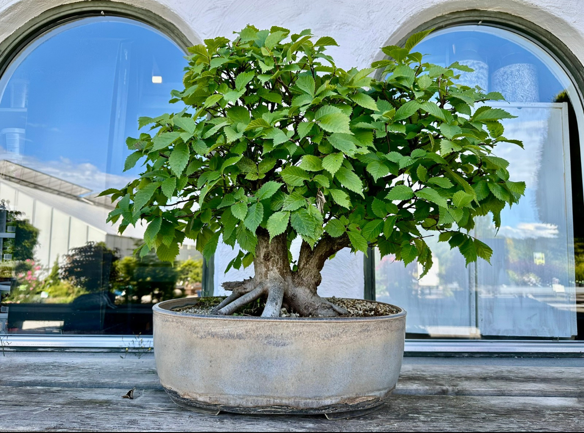 Alm bonsai