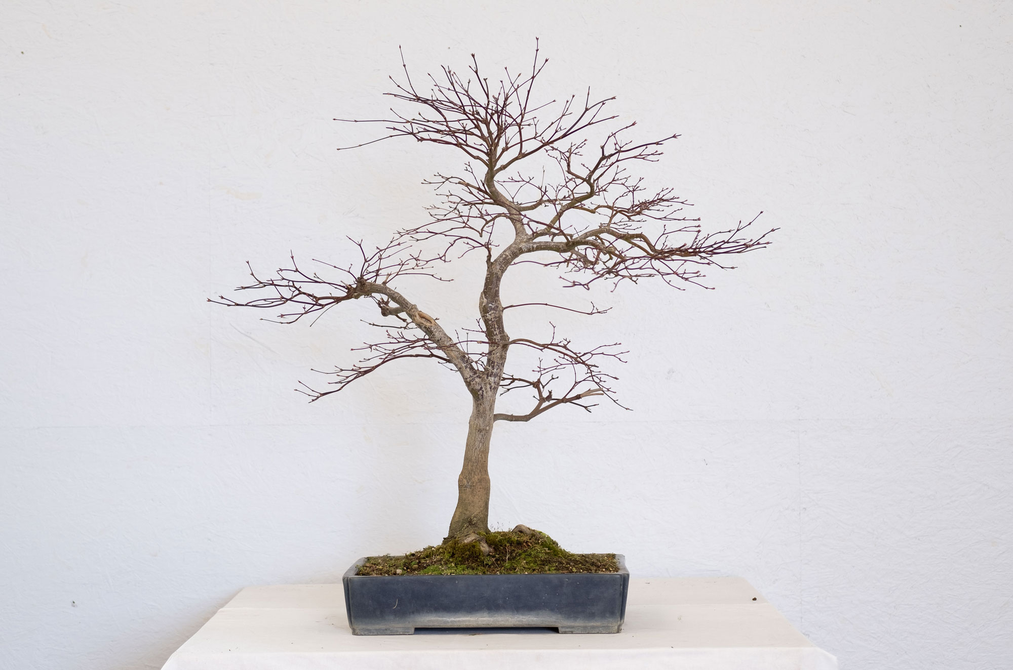 AcerPalmatum Barlind