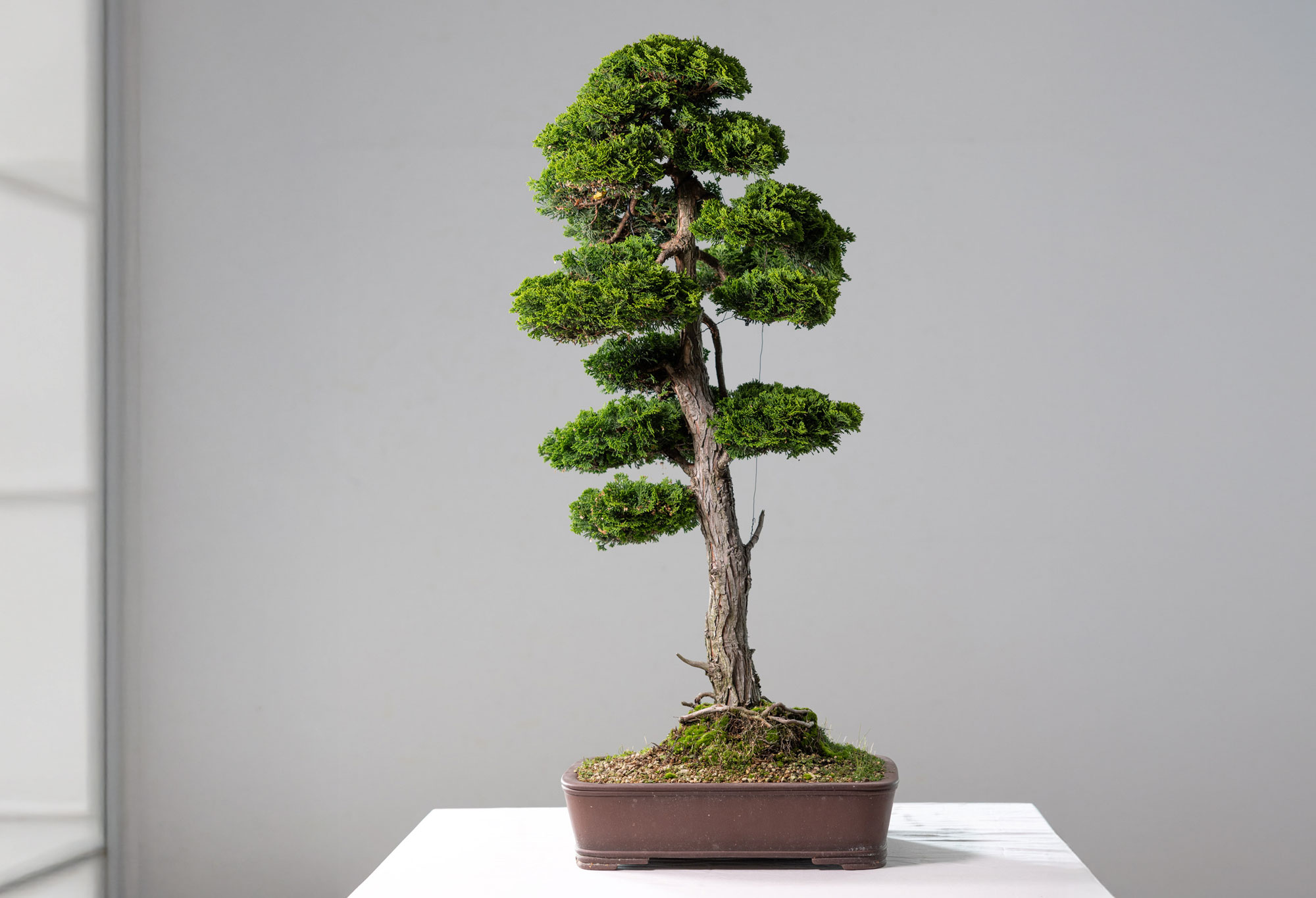 Hinoki