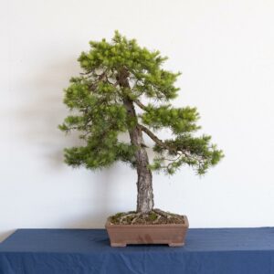 PinusSylvestris